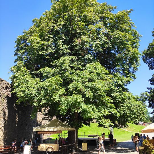 Jírovec na Helfštýně