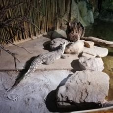 Rettilario - Città della Domenica