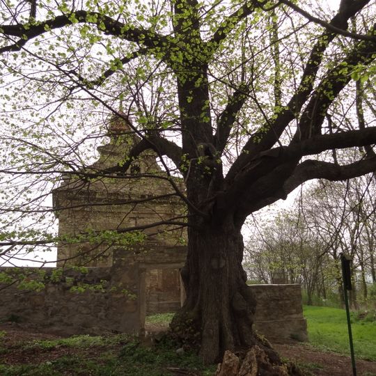 Lípa u kaple v Sinutci