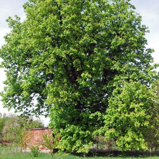 Jírovec u Mariánské kapličky v Jankovicích