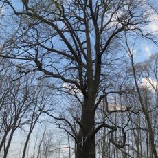 Naturdenkmal Stieleiche (Quercus robur) am Radweg von Hohenbocka nach Peickwitz, südlicher Baum in Hohenbocka