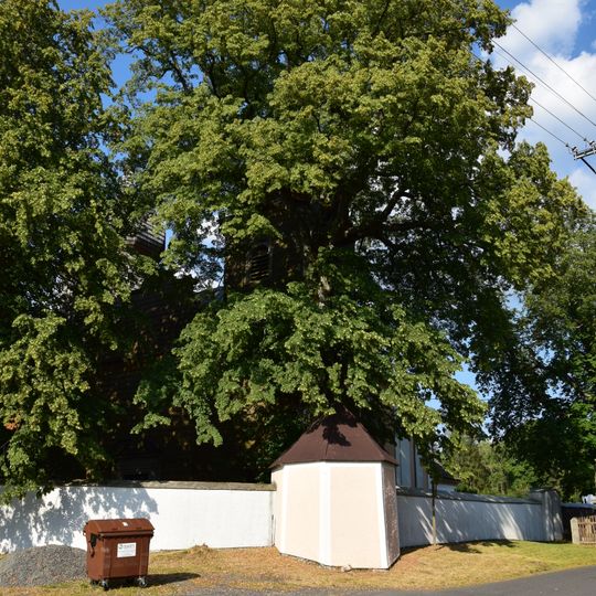 Lípa u kostela v Javorné