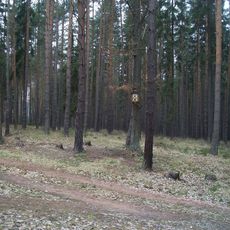 Obrázek na stromě v lese mezi Plasy a Mrtníkem (2)