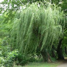 Silberweiden am Ostrower Damm