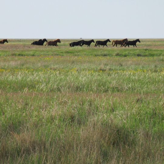 Pontic-Caspian steppe