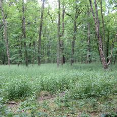 Brösen Glesien und Tannenwald