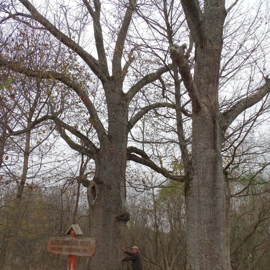 Aleksandriškių uosis