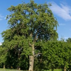 Birnbaum im Gewann Mehläcker