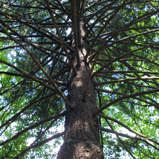 Douglaska v Újezdci