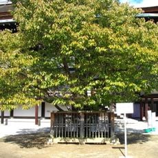 Sakon-no-Sakura