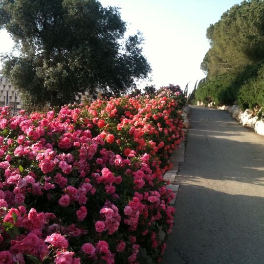 Wohl Rose Park de Jerusalén