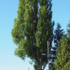 Säulen-Pappel Leeraue 10