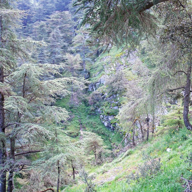 Chréa Nationaal Park