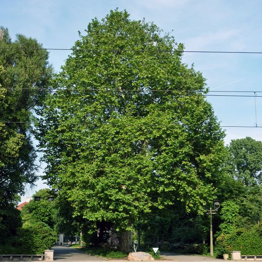 Platane Tierpark Berlin