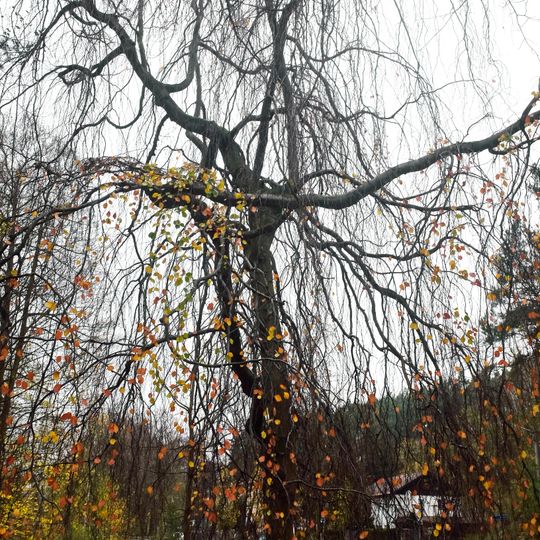 Smuteční buk u školy