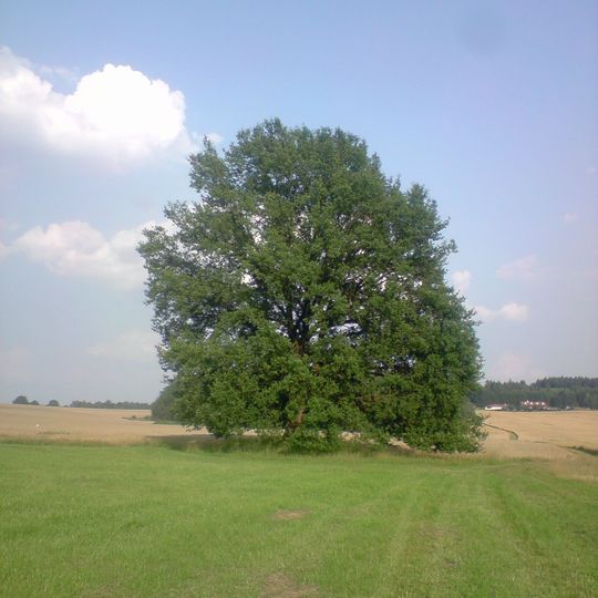 Dub v poli u Oldřiše