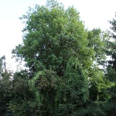 Jasan u nádraží Brandýs nad Labem