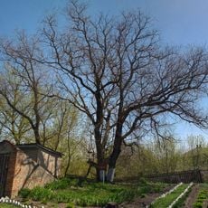 Japanese pagoda tree