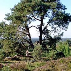 Holterberg