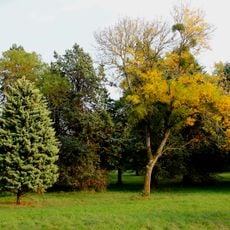 Arboretum de Chèvreloup
