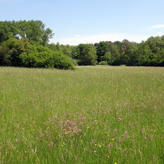 Neuwiese und Wald nordöstlich von Messel