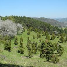 Naturschutzgebiet Kalkmagerrasen bei Roßbach