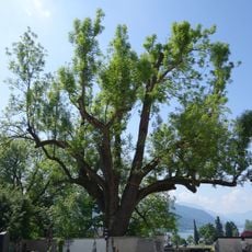 Friedhofsesche von Seewalchen