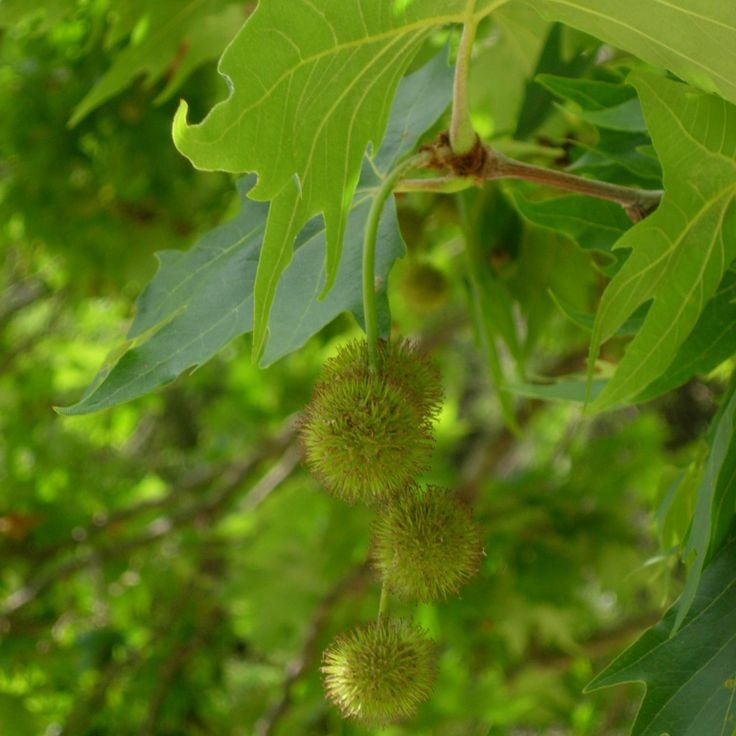 Platane d'Orient du parc Monceau