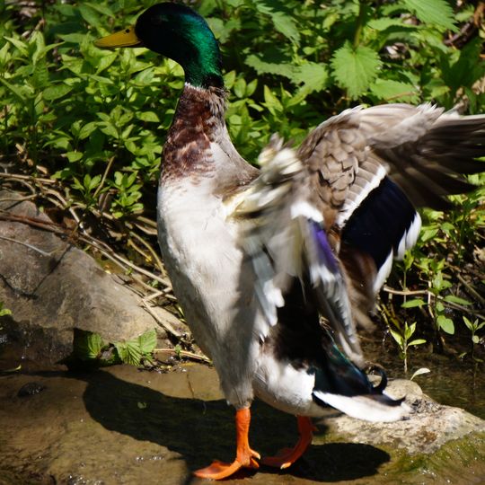 Landschaftsstreifen entlang der B 85