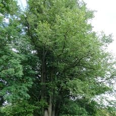 Šiliškių daugiakamienė vinkšna