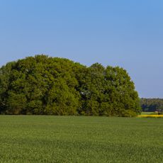 Vogelschutzgehölz Pechbusch