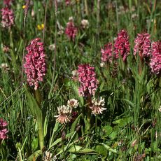 Bushley Muzzard, Brimpsfield