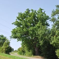 1 Stieleiche "Betteleiche"