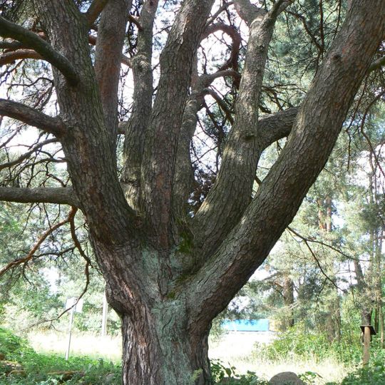 Kuusalu seitsmeharuline mänd