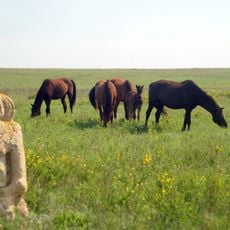 Khomytovs'ka steppe