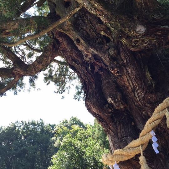 大湫神明神社の大スギ