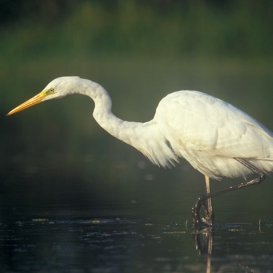 Rezerwat przyrody Czapliniec