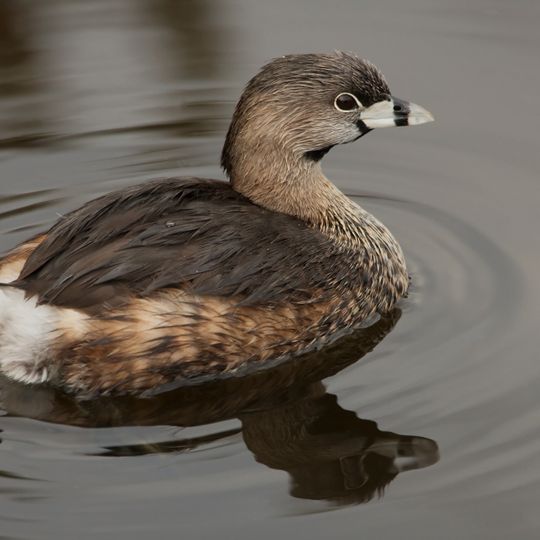 Muizenberg Important Bird Area