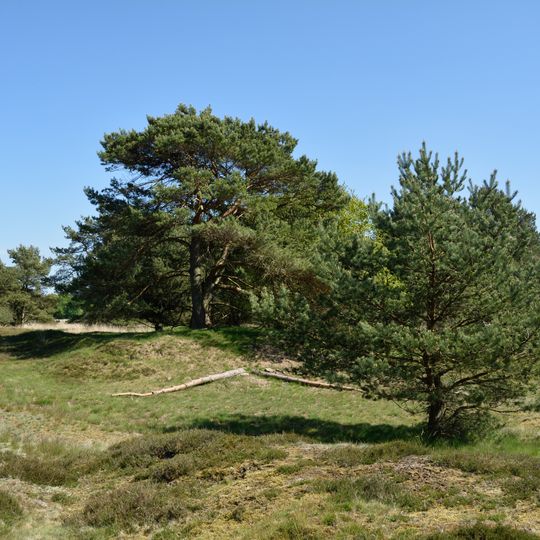 Barker Heide