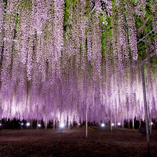 Parco floreale di Ashikaga