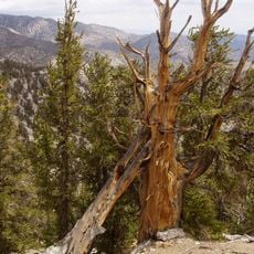 Methuselah