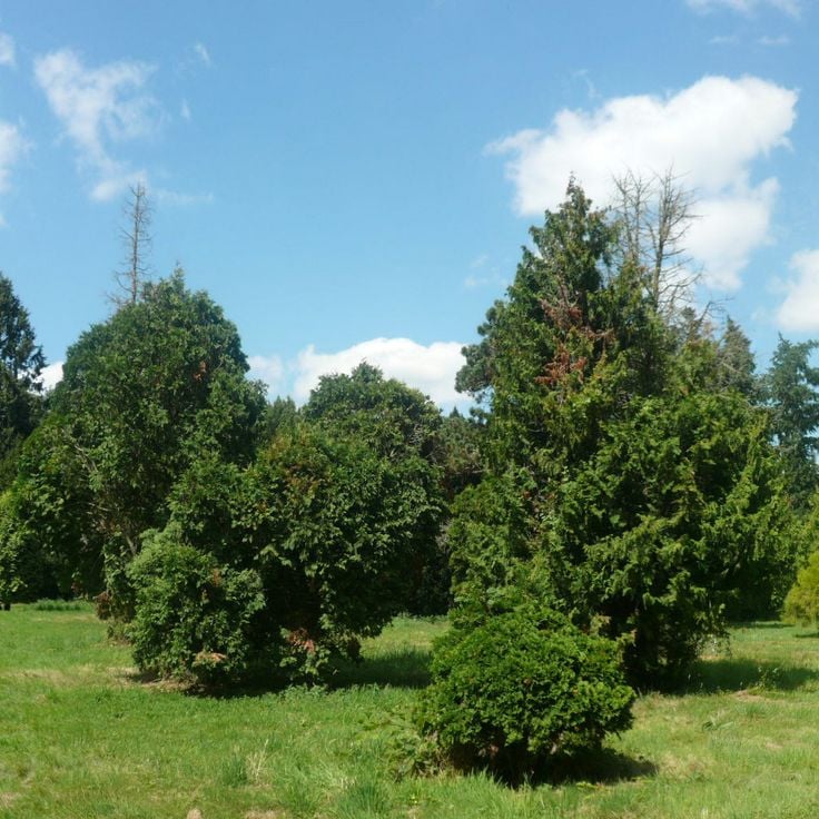 Arboretum de Chèvreloup