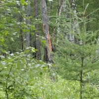 Chernyshevsky District