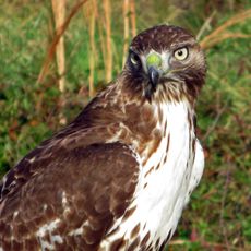 Fisherman Island National Wildlife Refuge