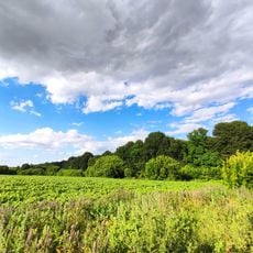 Лісосмуга О. О. Ізмаїльського