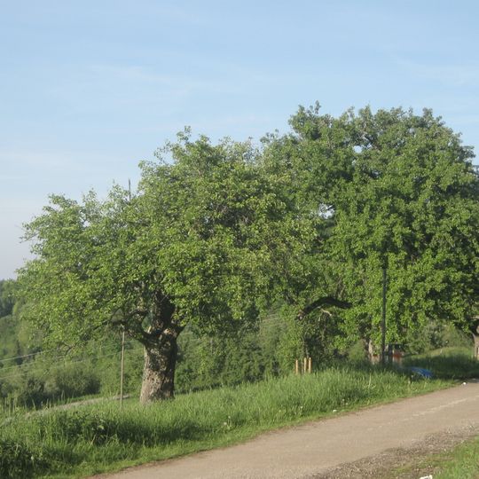 Baumreihe mit Birnbäumen