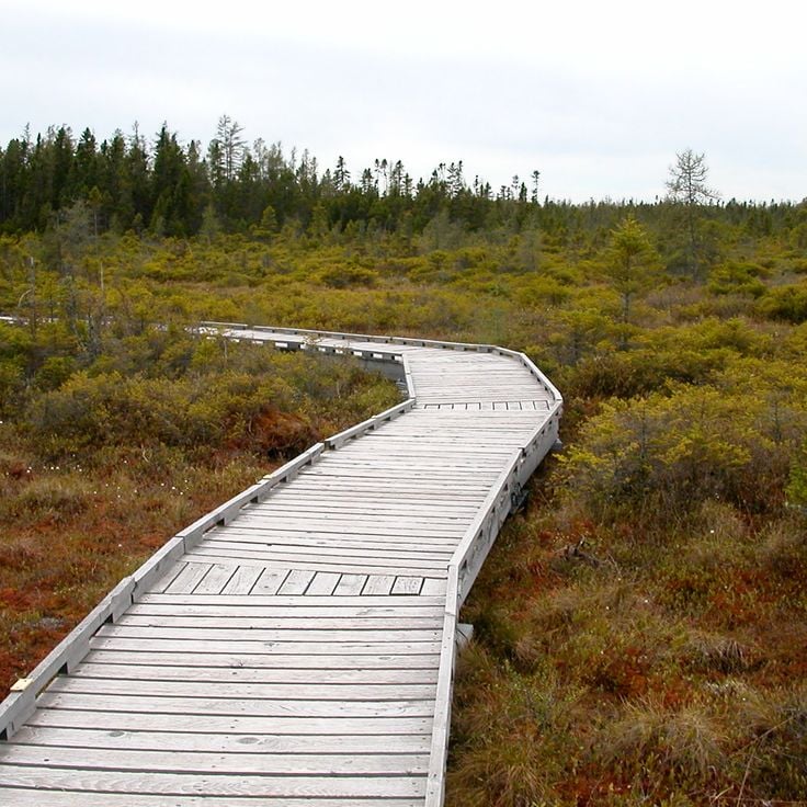 Orono Bog Boardwalk