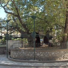 Hipokrat Ağacı