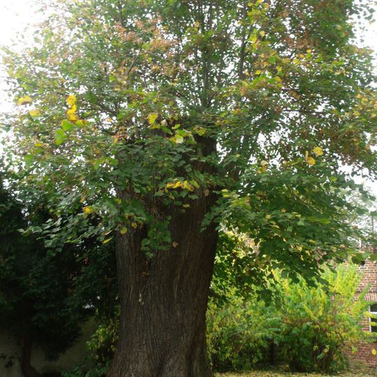 Naturdenkmal [[Linden