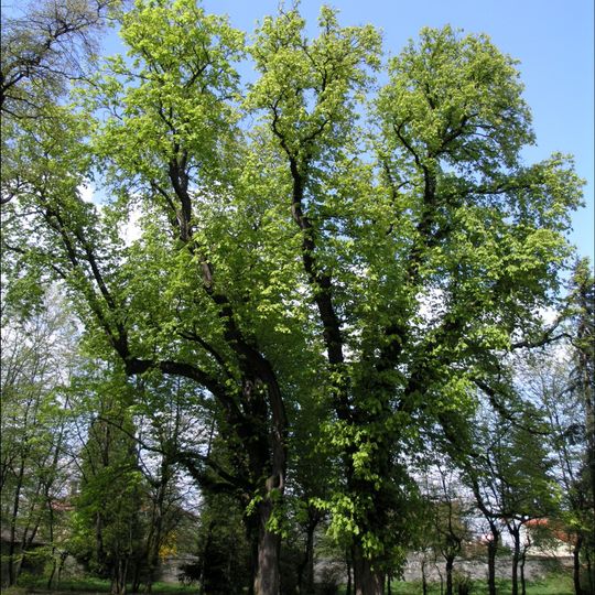 Skupina jírovců maďalů v Oboře Hvězda